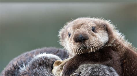 World Otter Day Bing Wallpaper Download