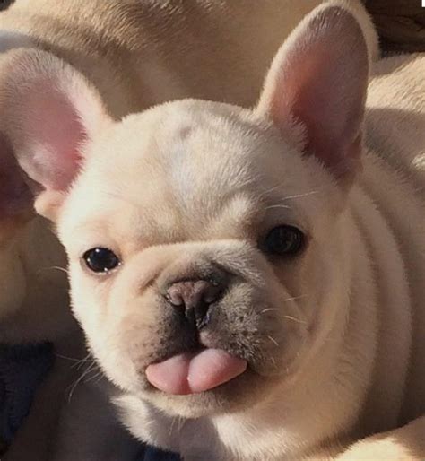 We are dog lovers whose biggest struggle on the job is saying goodbye to each puppy as she or he heads home with their new family. Adoption - French Bulldog Rescue & Adoption