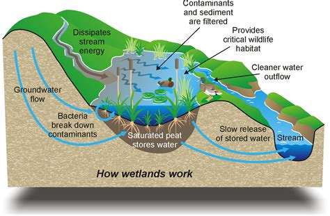 Green Earth Almanac Whats The Point Of A Wetland