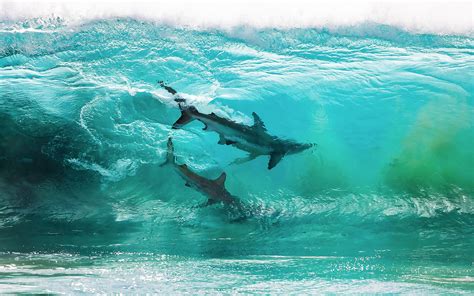 Sharks Inside A Wave 1920×1080 Hd Wallpapers