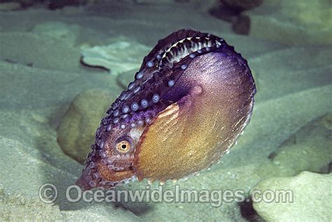 Paper Nautilus Mantle Covering Egg Chamber Photo Image