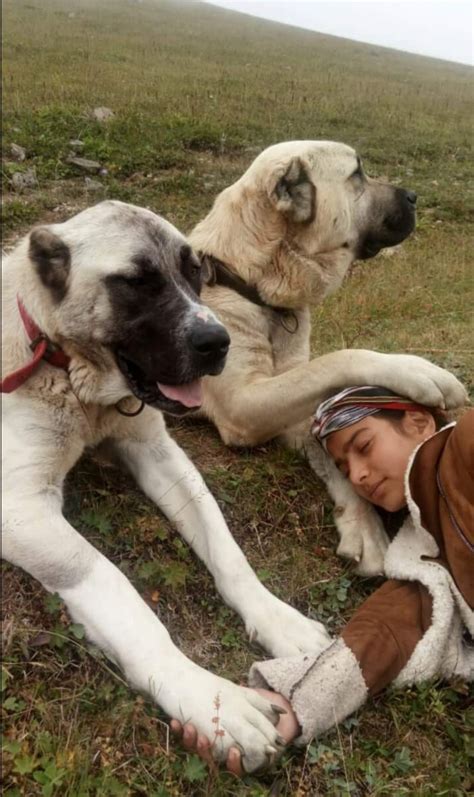 These dogs are the biggest dog in the turkey. Turkish shepherd girl Hamdu Sena Bilgins amazing photo ...