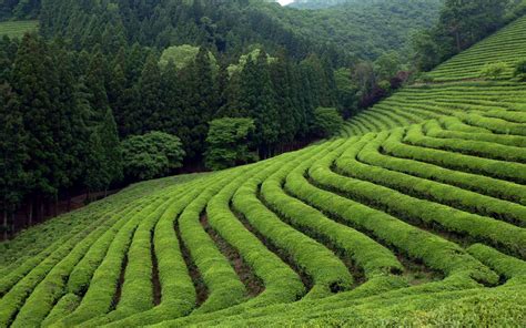 Tea Landscape Wallpapers Top Free Tea Landscape Backgrounds