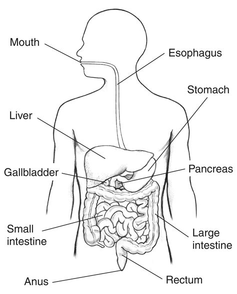 Illustration Of The Digestive System Labeled Media Asset Niddk