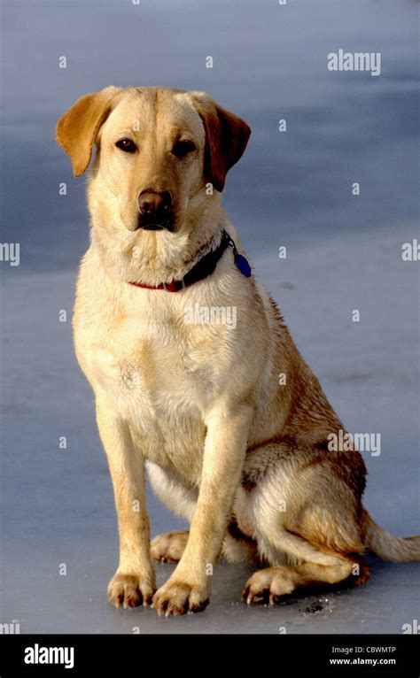 Adult Yellow Labrador Retriever Stock Photo Alamy