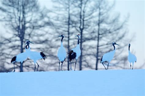Group Of Bird Red Crowned Crane In Snow Meadow With Snow Storm