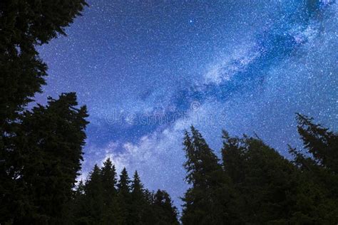 Blue Milky Way Falling Stars Pine Trees Silhouette Stock Photo Image