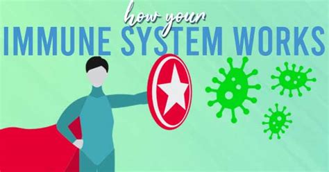 How Your Immune System Works Williams Integracare Clinic