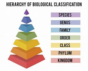 How Did Humans Begin To Classify And Name All Of Life On Earth Earth Com