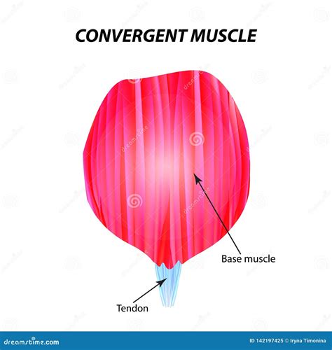 The Structure Of Skeletal Muscle Convergent Muscle Tendon