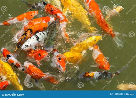 Colorful Koi Fish Feeding Stock Image Image Of Color 116228517