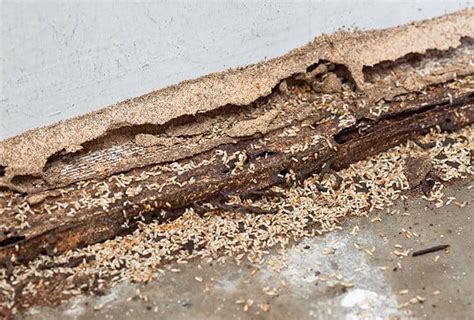 While homeowner's insurance doesn't cover termite damage, there is a way to protect yourself. Spencer Pest ServicesWill Your Homeowner Insurance Cover Termite Damage? - Spencer Pest Services