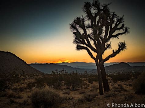 For its part, the desert museum is happy to get the cactus. USA Adventure: Places to Visit on a USA Road Trip • Albom ...