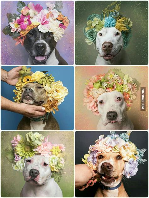 Project Flower Power Pit Bulls Of The Revolution By Us Based French