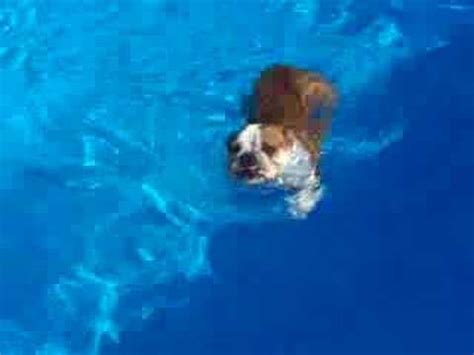 Their very short snouts are susceptible to several respiratory issues, which can be exacerbated by changes in the dog's stress levels or body temperature. Swimming bulldog - YouTube