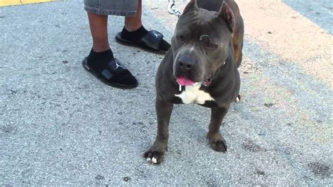 Often an elegant and beautiful item of sporting equipment, handles made with elaborate materials and designs, if you get a chance to see some original victorian bows then do. NATIONAL PITBULL LEAGUE "CLYDE" BIG HEAD BULLY - YouTube