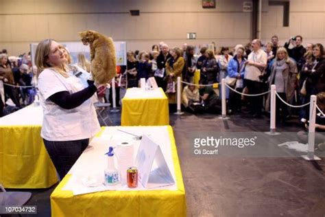 Cats Are Judged At The Governing Council Of The Cat Fancys Supreme