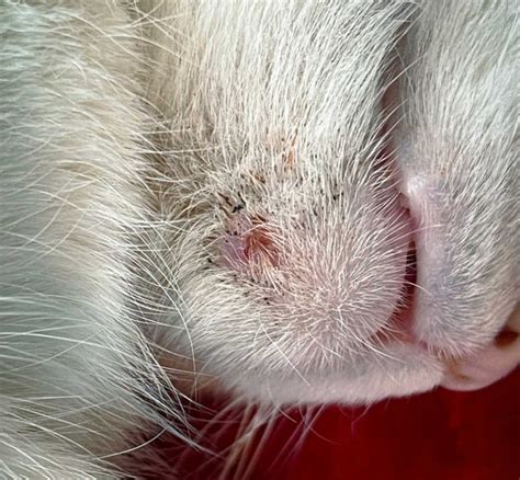 7 Types Of Cysts In Cats With Pictures And Vet Advice Cat World