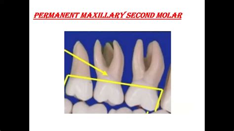 Permanent Maxillary 2nd Molar Lec 11 Youtube