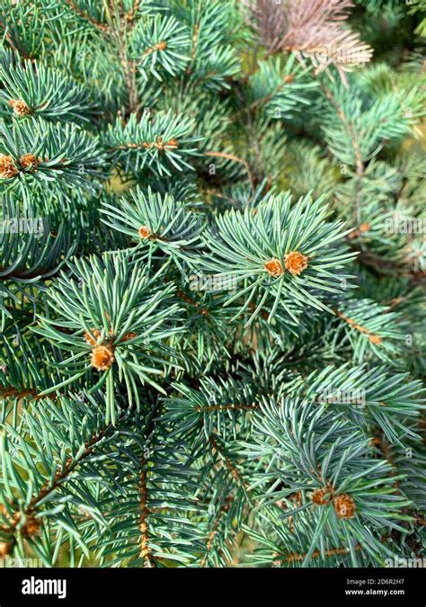 Blue Spruce Tree Close Up Christmas Background Stock Photo Alamy