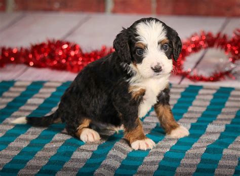 This handsome f1 standard bernedoodle puppy is looking for a furever family! Shadow | Walnut Valley Puppies