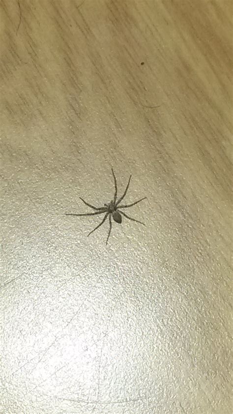 Eine brasilianische wanderspinne ist in einer bananenkiste nach halberstadt im harz gereist. Schnelle Spinne imn der Wohnung! Giftig?! (Gift, Spinnenart)