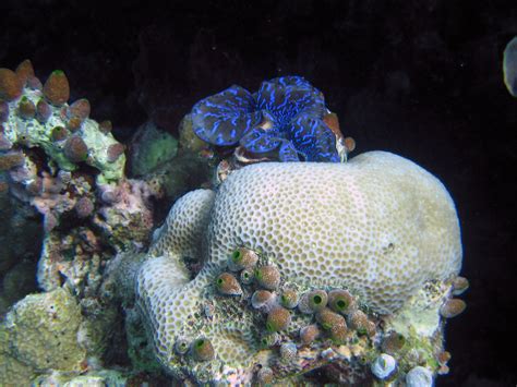 Diving Maldives 2009 Coral Reef Christian Jensen Flickr