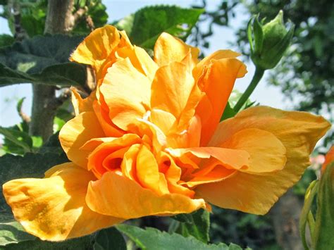 Natural And Unique Photography Beautiful China Rose Or Arhul Flower