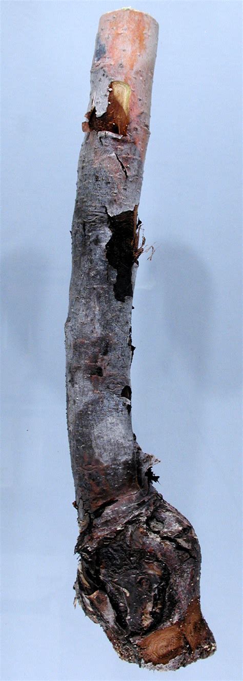 Plant Disease Apple Canker