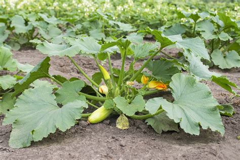 Zucchini Spacing Give Them Room To Spread