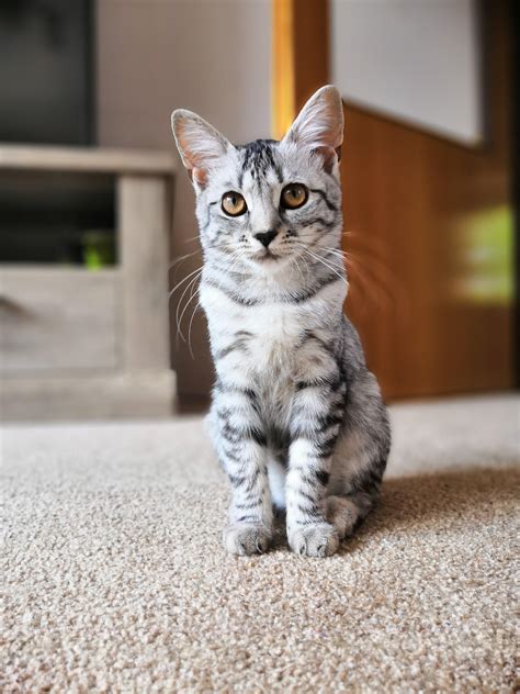 Grey Tabby Cat Hacbm