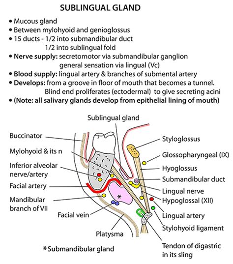Instant Anatomy Head And Neck Areasorgans Salivary Glands