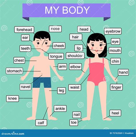 teaching body parts printables free printable download