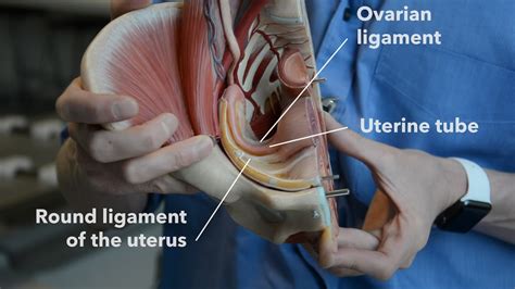 External organs and internal organs of the female reproductive system with structure, functions and diagram. Female reproductive system - internal organs (part 2) - YouTube