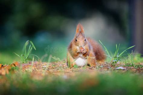 Curious Cute Red Squirrel Eatinh Hazelnut In Autumn Forest Ground Stock