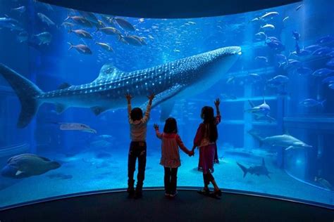 2024 The Largest Aquarium In New York Provided By Shadrina Anna