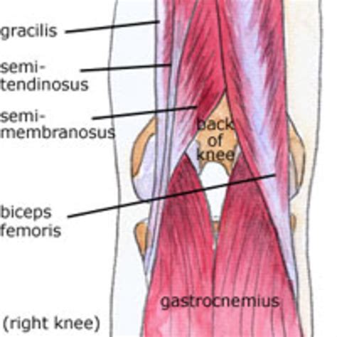 Anatomy Of The Knee Bones Muscles Arteries Veins Nerves Hubpages