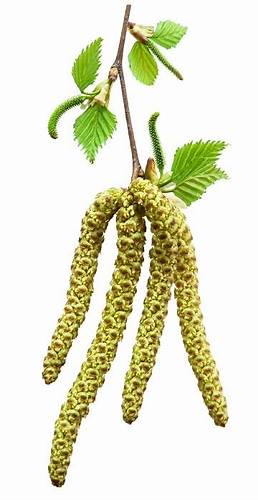 Питьевая диета рецепт