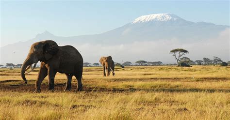 Nairobi 8 Dniowe Najlepsze Safari W Kenii Getyourguide