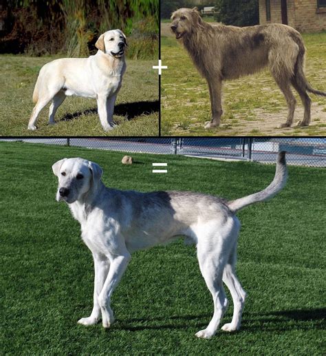 Wolfador Irish Wolfhound Labrador Mix Aww