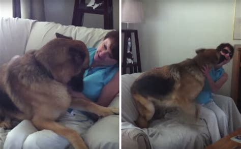 German Shepherd Crazily Welcomes His Human After Being Away Foronly 36