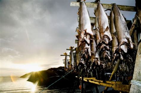 Stockfish From Lofoten Honored In Italy