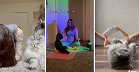 Catalicious Chronicles Of Yogi Cats Stretching And Being Zen I Can