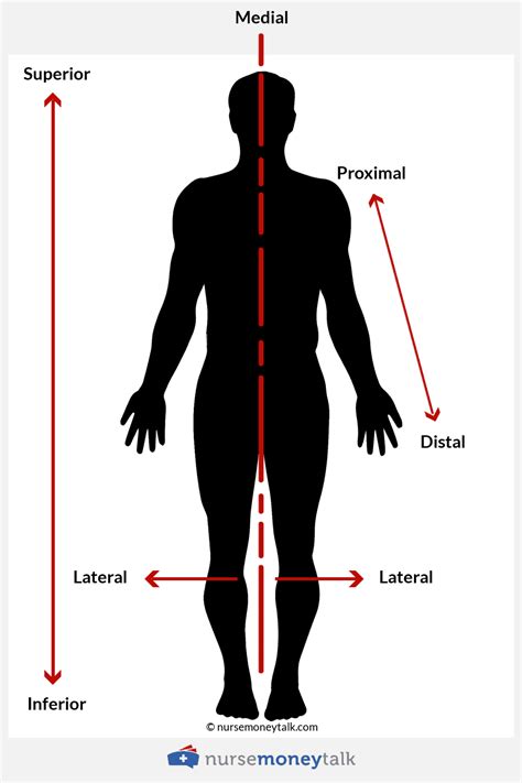 Definition Of Proximal In Anatomy Anatomical Charts P
