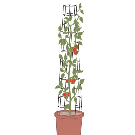 Tuteur Tomate Universel X2 Tuteurs Plantes Et Tomates