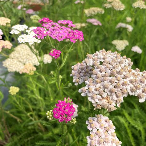 Achillea Millefolium Colorado Yarrow 4 Pot Little Prince To Go