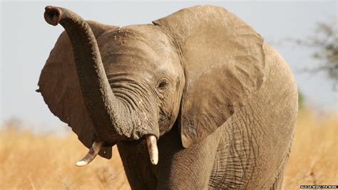 Cbbc Newsround Elephants Have Best Sense Of Smell