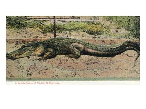 Florida View Of 19 Foot Long Alligator Posters By Lantern Press At