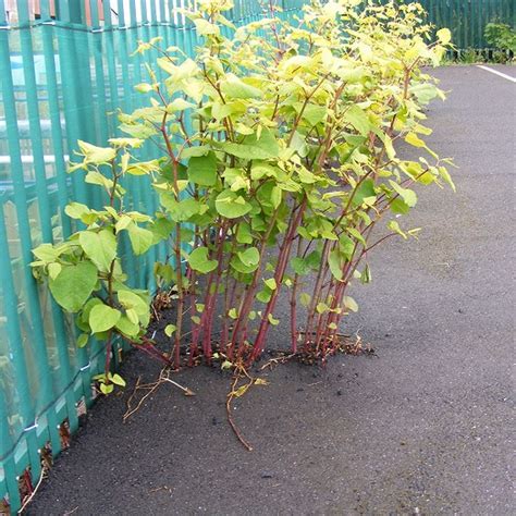 What Is Japanese Knotweed And How Serious Is It Adam Hayes Estate Agents