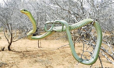 Watch Meet The Most Venomous African Snake South Coast Sun